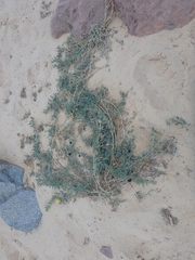 Citrullus colocynthis