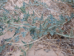 Citrullus colocynthis