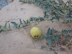 Citrullus colocynthis