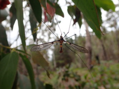 Leptotarsus clavatus