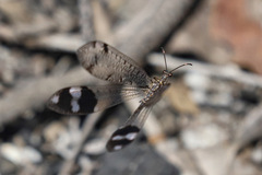 Glenoleon pulchellus