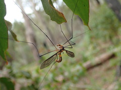 Leptotarsus clavatus