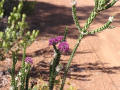 Melaleuca seriata