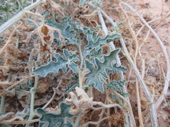 Citrullus colocynthis