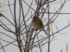 Emberiza cioides
