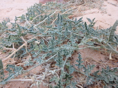 Citrullus colocynthis