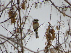 Emberiza cioides
