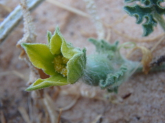 Citrullus colocynthis