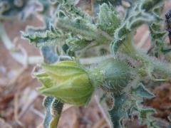 Citrullus colocynthis