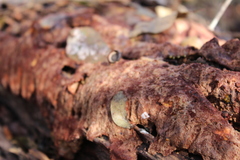 Erastia salmonicolor