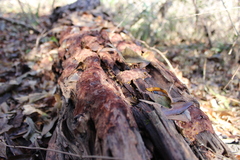 Erastia salmonicolor