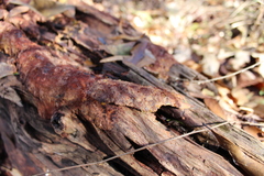 Erastia salmonicolor