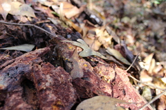 Erastia salmonicolor