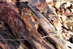 Erastia salmonicolor