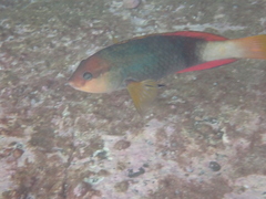 Notolabrus gymnogenis
