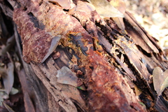 Erastia salmonicolor