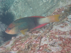 Notolabrus gymnogenis