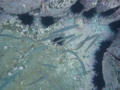 Trachurus novaezelandiae