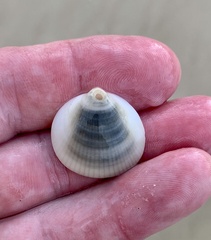 Glycymerididae