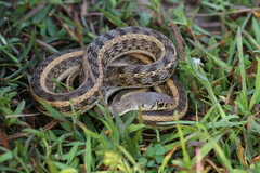Amphiesma stolatum