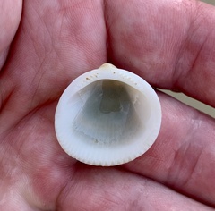 Glycymerididae