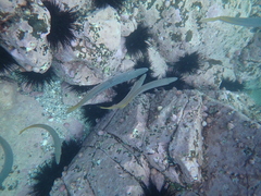 Trachurus novaezelandiae