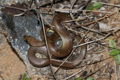 Lycodon anamallensis