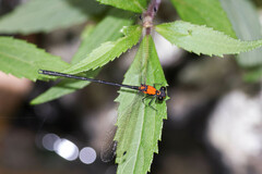 Austroargiolestes chrysoides