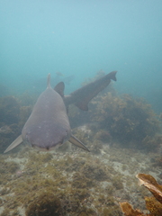 Carcharias taurus