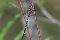 Austroaeschna pulchra