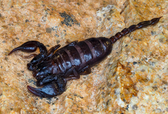 Euscorpius italicus