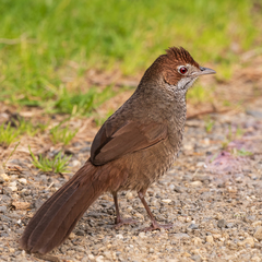 Dasyornis broadbenti