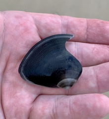 Austromactra