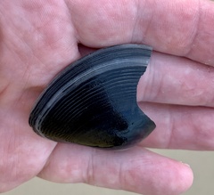 Austromactra