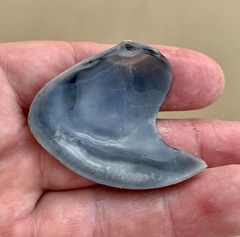 Austromactra