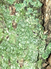 Pyxine sorediata