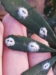 Ceronema banksiae