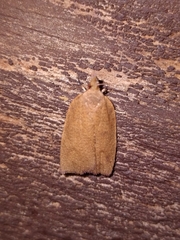 Planotortrix