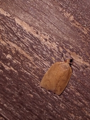 Planotortrix