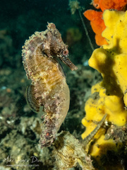 Hippocampus whitei
