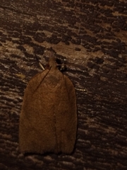 Planotortrix