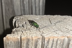 Chrysura