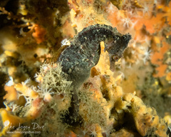 Hippocampus whitei