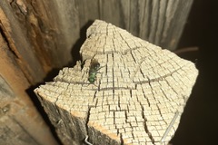 Chrysura