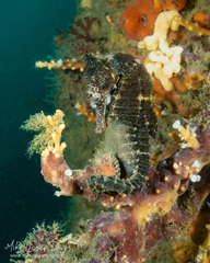 Hippocampus whitei