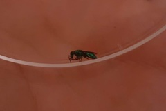 Chrysura