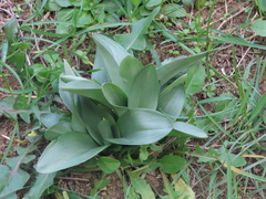 Ophrys apifera