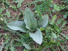 Ophrys apifera