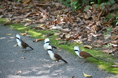 Garrulax leucolophus