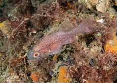 Vincentia novaehollandiae